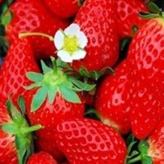草莓季节 踏青采摘